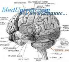 Struktura malih možganih. cerebralna funkcija