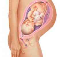Najpomembnejši teden nosečnosti: 24., 25. in 26 th. zdravje in razvoj otroka žensk.