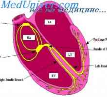 Komunikacija med vzbujanja in krčenje srca. Vloga kalcijevih ionov v krčenje srca