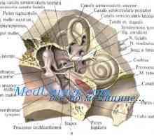 Prosti in inkapsulirane živčnih končičev v zarodka. živčnomišična konec