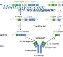 Lastnosti protitelesca mRNA. Strukturo mRNA imunoglobulinov
