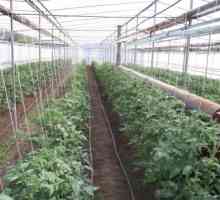 Tehnologija raste paradižnik v rastlinjaku