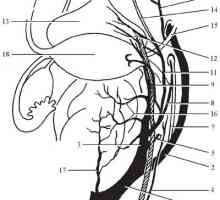 Topografska anatomija medenične organe. dotok krvi