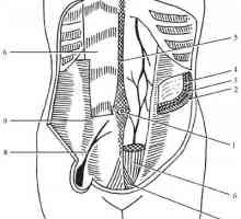 Topografska anatomija v sprednjo trebušno steno