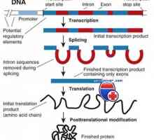 Transkripcija. Oblike in vrste RNA celic