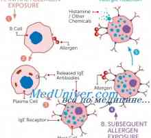 Mastociti v alergijskimi reakcijami