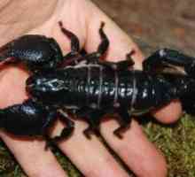 Scorpion ugrizi: prva pomoč, posledice tem, da je?