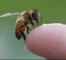 Piki za ose in čebele otroke: prva pomoč