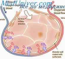 Obstojnost pljuča za kisik. Teorija enkratni odmerek pljučna kisika zastrupitev