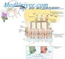 Stimulacija vohalnih celic. Prilagoditev vohalnih celic