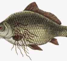Katere ribe opisthorchiasis, ali gre za morje, reke, sušeni, kako kuhati?