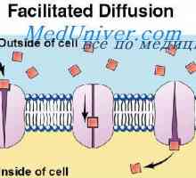 Za transportnih proteinov celične membrane. Difuzija preko celične membrane