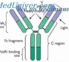 Variabilne regije lahkih protitelesa verig. Variabilne regije genov