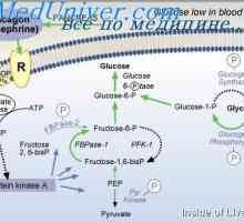 Pomen regulacije glukoze. diabetes mellitus