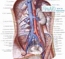 Perfuzije ledvic (ledvične). Intenzivnost pretokom krvi v ledvičnih plovila (ledvično). Myogenic,…