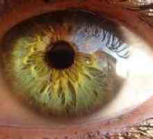 Avtonomnega oživčenje očesa in adneksov