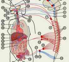 Avtonomnega živčnega sistema: zdravljenje, simptomi, funkcija, anatomija