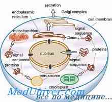 Glikokaliks. Celične organele in citoplazmo