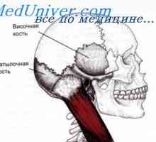 Zgornja čeljust zarodka. komora nazalna plodu