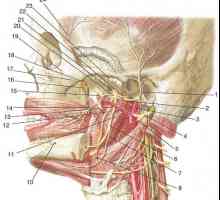 Veje trigeminalnega živca: The mandibularni živec