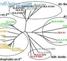 Vrste mutacij kompleksnih histokompatibilnih gene. Študija mutacije n-2