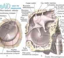 Strukture notranjem ušesu. Anatomske labirint povezava.