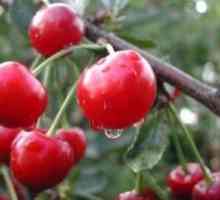 Cherry sorte, gojenje, nega