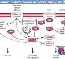 Vpliv nukleotidov na rast in razvoj gastrointestinalnega trakta (GIT)