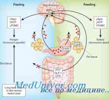 Vpliv hormonov na želodcu. Ocena endokrinega vpliva na želodec