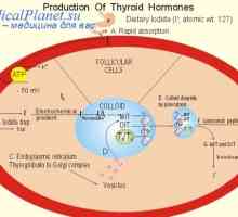 Vpliv tiroidnih hormonov na glavnem izmenjavi. Kardiovaskularni sistem in ščitnični hormoni