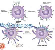 Učinek imunomodulator na dendritične celice. Morfologija dendritične celice