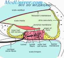 Učinek ultrazvoka na maso ploda. ultrazvok varnost