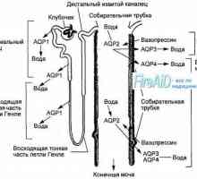 Anatomija ledvic glomerulov. struktura