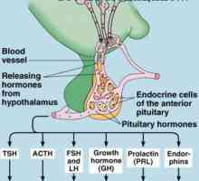 Znotrajcelične receptorje hormonov. Mehanizmi sekundarnih mediatorjev
