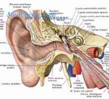 Možganska dermoid. Pilonidalna cista (code ICD 10: L05) in senzoričnih organi zarodka