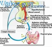 Ščitnični hormoni. Sinteza tiroidnih hormonov, jod past
