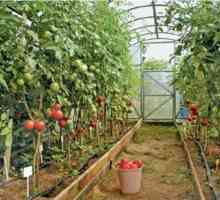 Raste paradižnik v rastlinjakih
