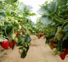 Gojenje jagod v zimskih rastlinjakih