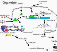 Steroidna interakcije hormon s celico. Biološko aktivnost hormona