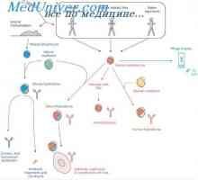 Interakcija limfocitov T in B. Interakcija limfocitov in makrofagov