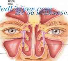 Nosni votlini telo. Odnos nosne votline z drugimi organi in sistemi