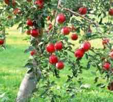 Pravilnosti rasti in pridelka jablane