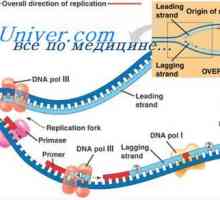 Replikacije DNK. Napredek pri podvojitvi DNA celic