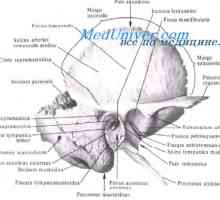 Ventriklov možganov ploda. Vascular pleksus zarodka