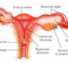 Ženskih spolnih rak: funkcija, razvoj, struktura