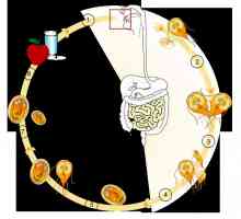 Življenjski cikel Giardia in Giardiaza razvoju