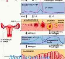 Vrednost in funkcija progesterona. Biointez in izmenjava