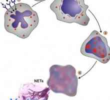 Pomen nevtrofilcev. mehanizmi fagocitozo