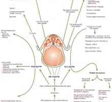 Uredba specializacije endoderm pri oblikovanju prebavil pri plodu