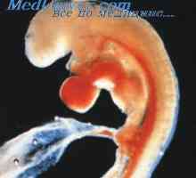 Talamus zarodek. Samovoljno in regulativni nadzor ploda